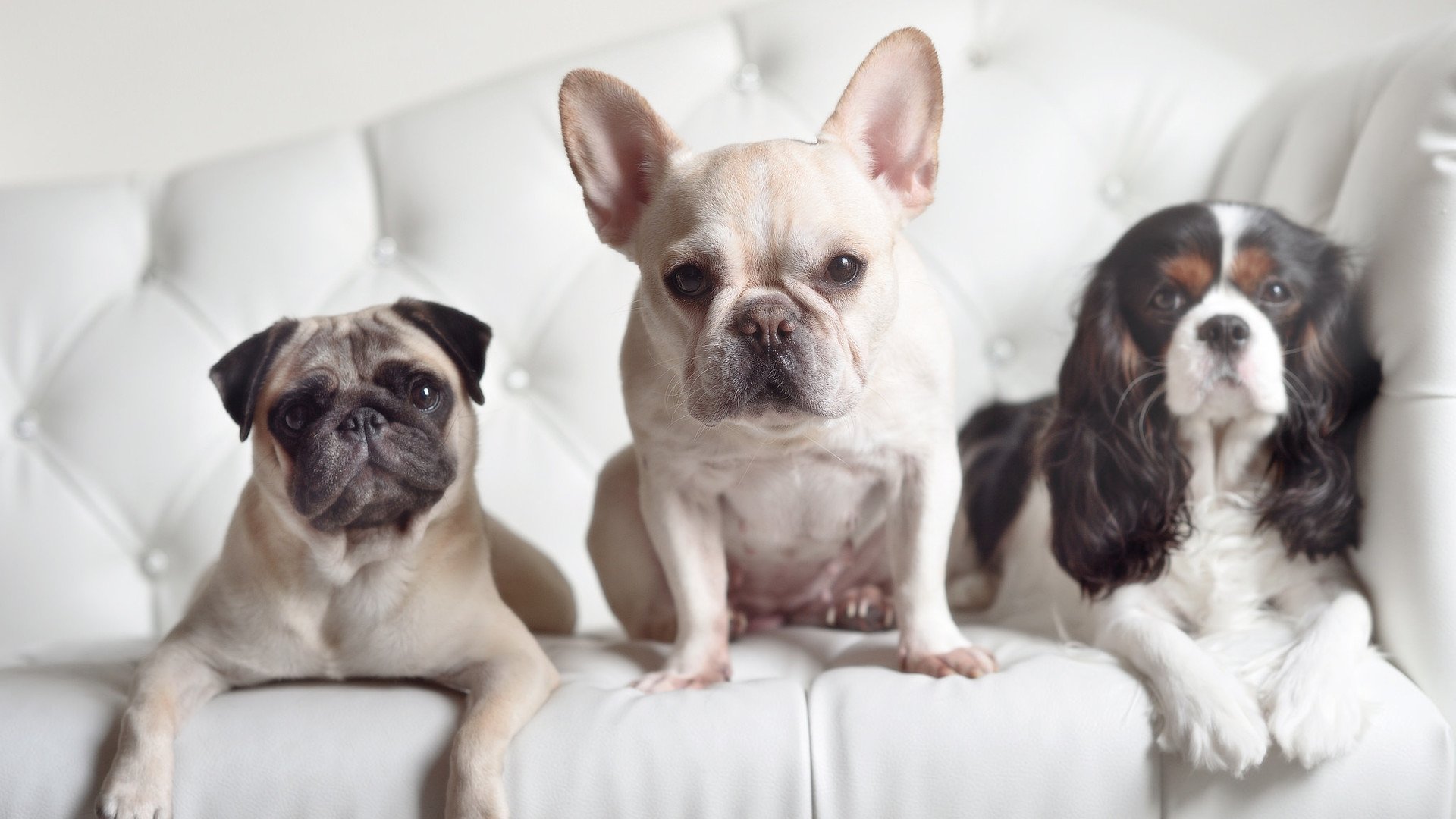 ac米兰足球队-2017年季后赛：库里在对阵马刺的系列赛中，砍下39分，投中8记三分，率队晋级！