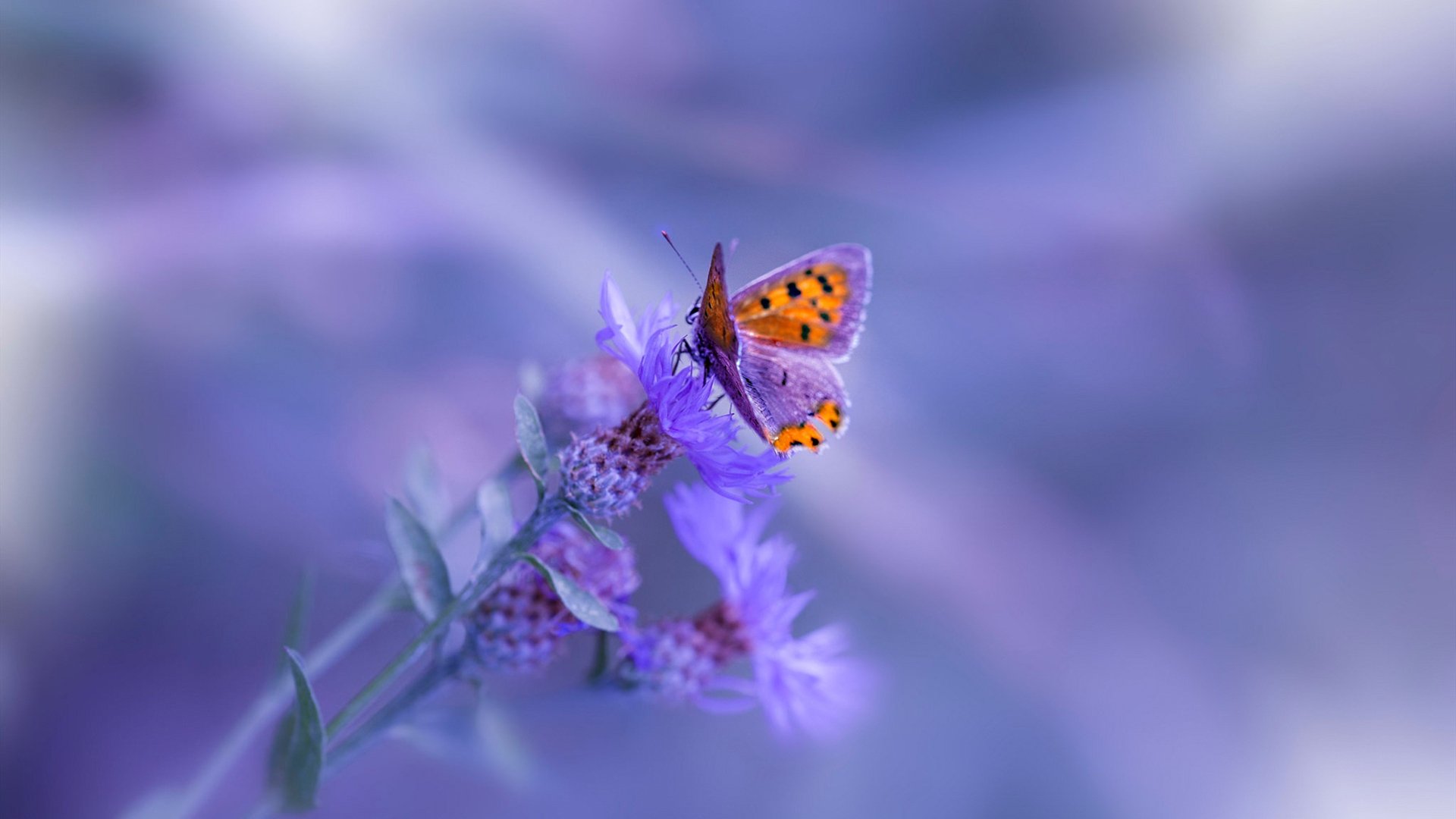 MILAN体育APP下载入口官网-_比赛最后一击：精彩得分瞬间引爆全场_，最后一轮比赛