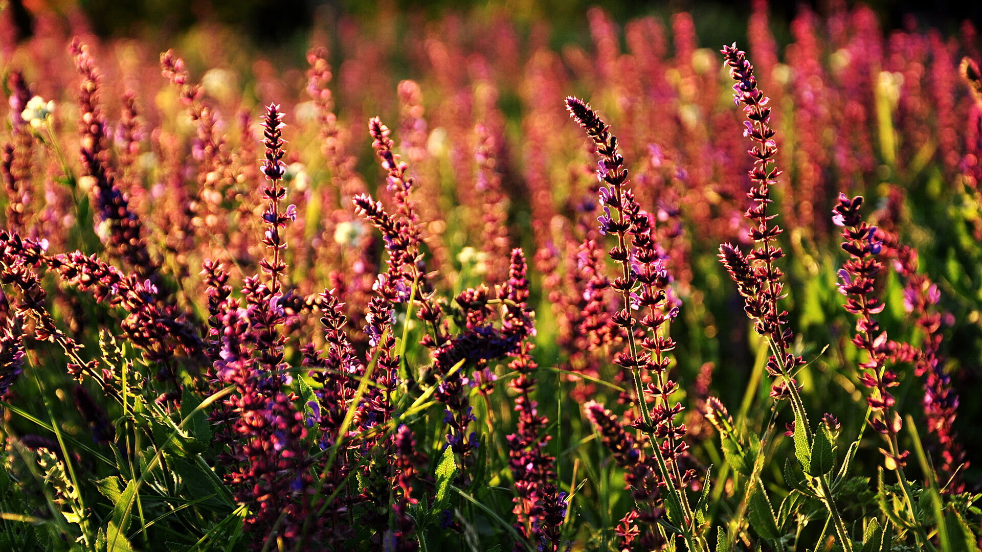 CBA球队防守战术体系演变,cba联赛主要采用的防守方式