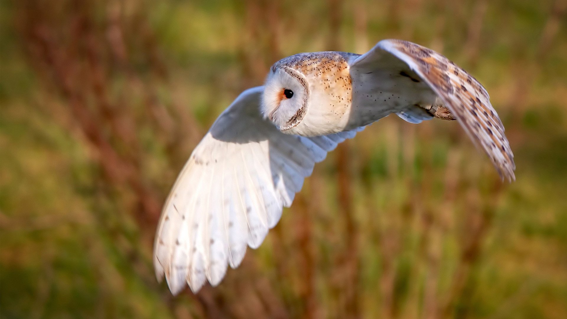 AC Milan官方APP下载-佩纳罗尔锋线对抗国民队防线，佩纳罗尔vs蒙得维的亚国民