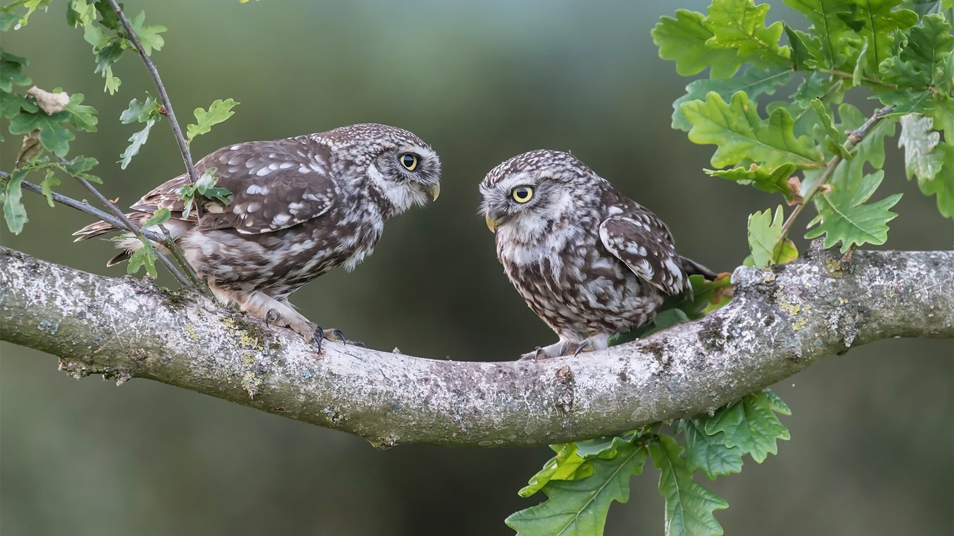 米兰体育网页版-佩纳罗尔队长续约成功，佩纳罗竞技