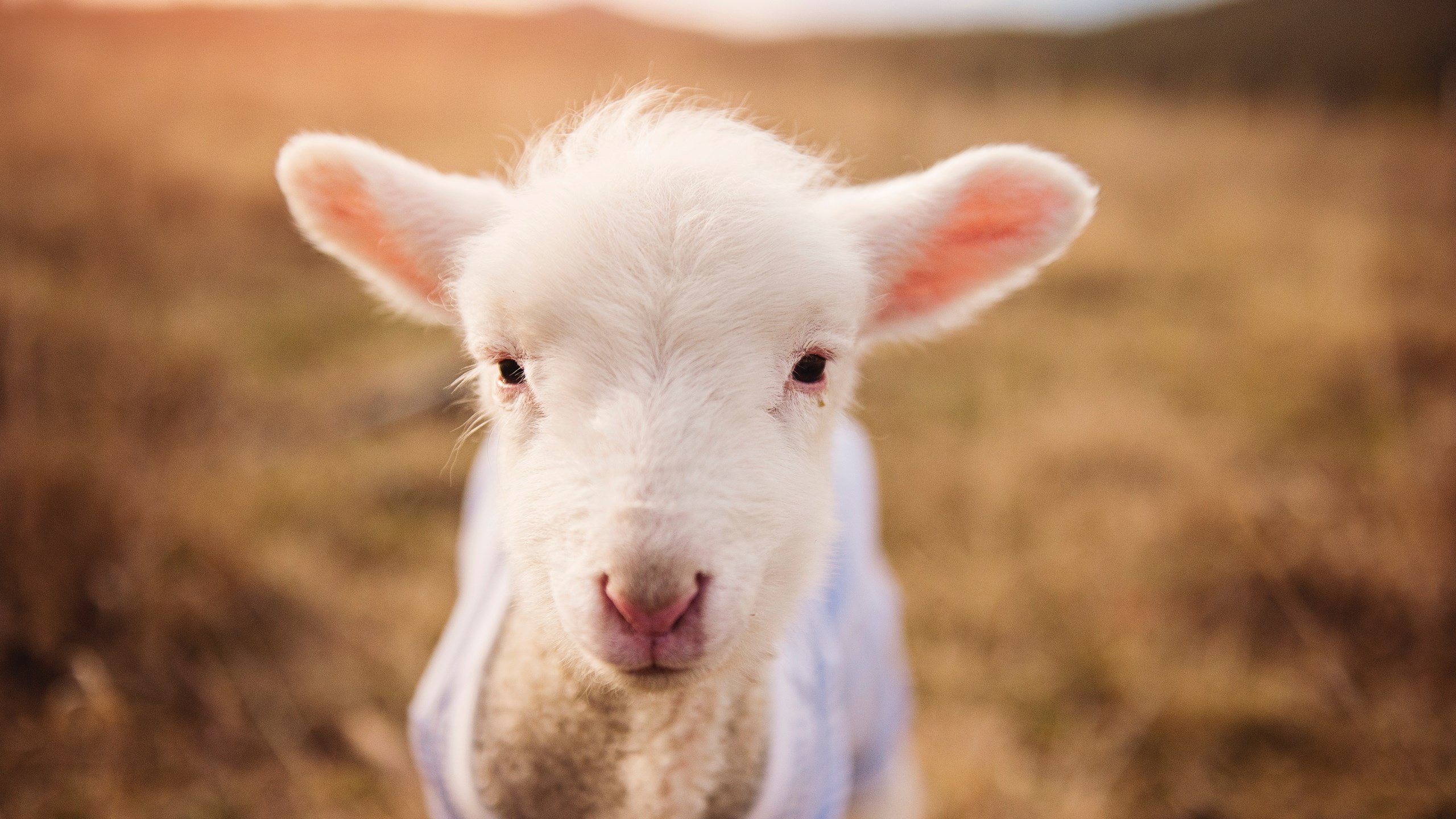 意大利马术协会举办国际马术科技大会,推动行业技术交流与合作。