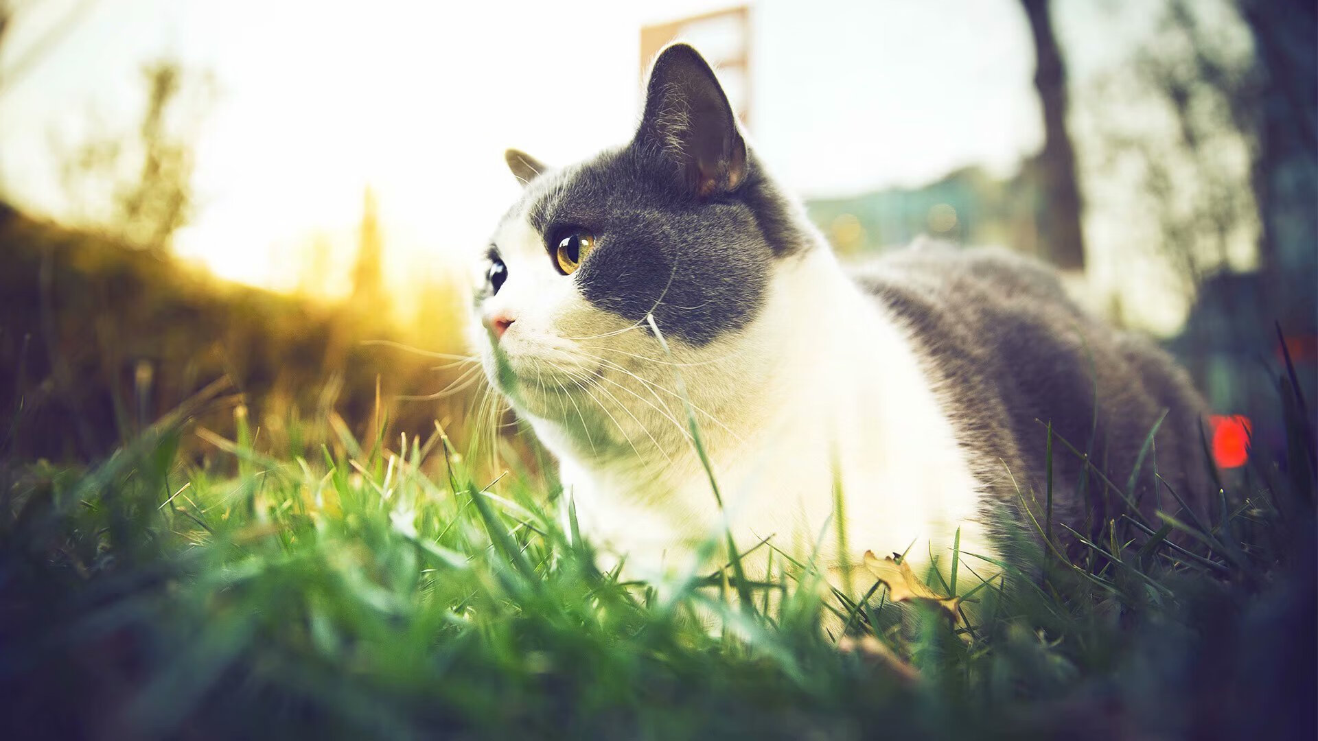 意大利马术协会建立马术运动伤害预防中心,保障运动员安全。,意大利马术服装品牌