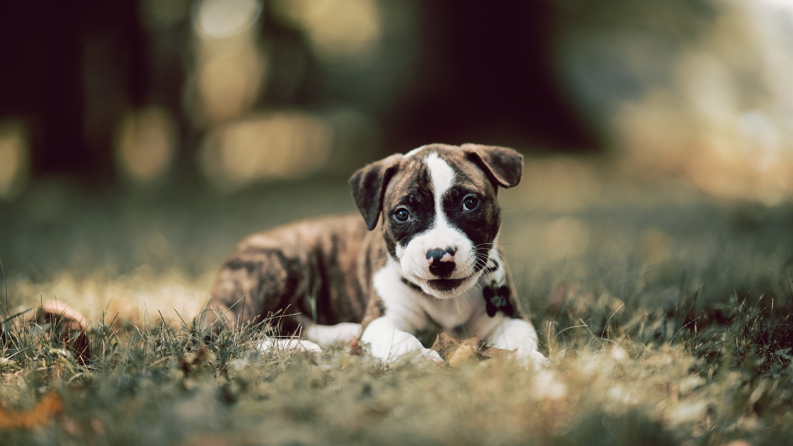 米兰官方网站-森林狼队再战东部豪门，展现实力不容忽视，森林狼队现在叫什么