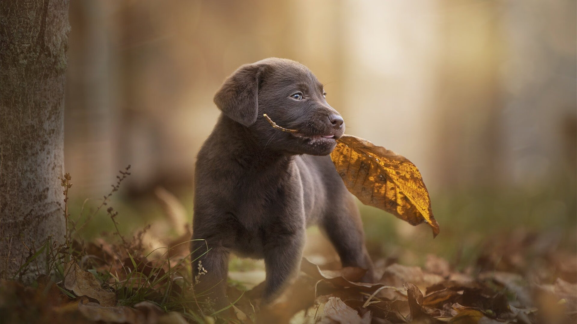 米兰体育官网平台-法兰克福战平对手，表现不尽如人意，法兰克福 知乎