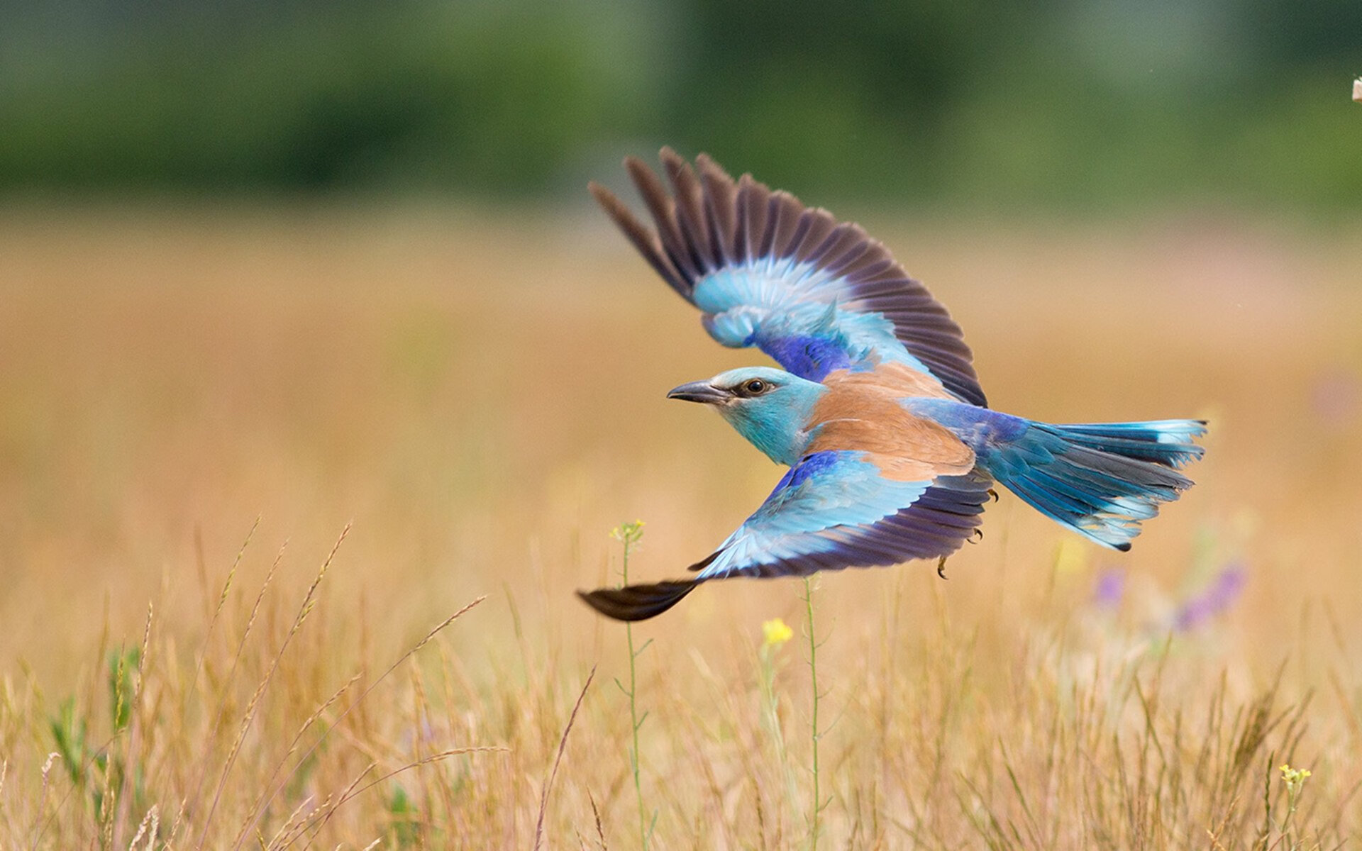 瑞士男足在巴黎奥运会比赛中以1-0战胜意大利,瑞士男足欧洲杯