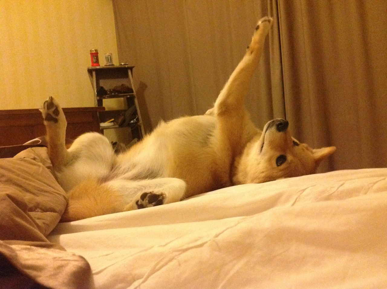 AC米兰赛程-鹈鹕依靠团队力量战胜爵士，鹈鹕对爵士预测分析