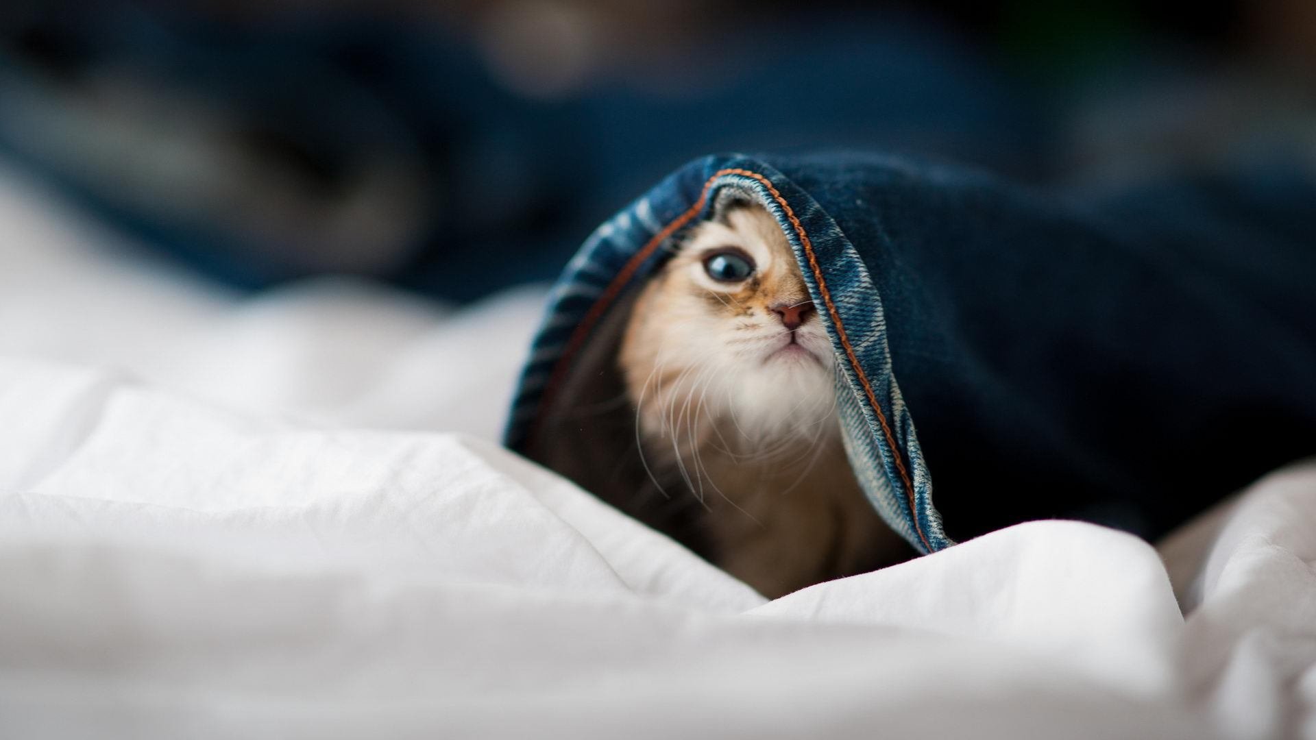 Ac米兰俱乐部官网-体育用品智能追溯系统建设与监管机制研究，体育用品管理系统