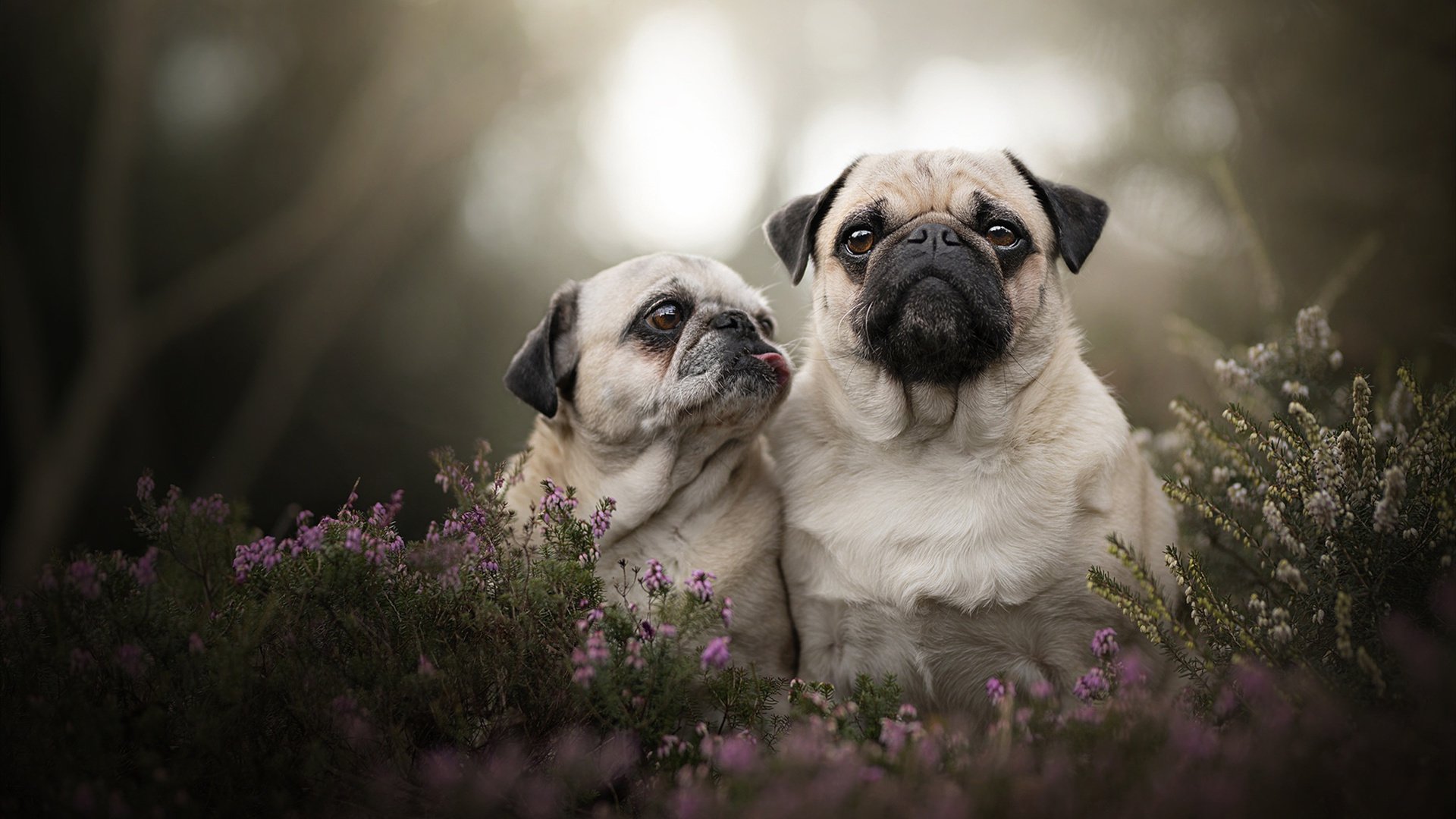 AC米兰队-2024国际乒联混合团体世界杯参赛规则公布，2022国际乒联