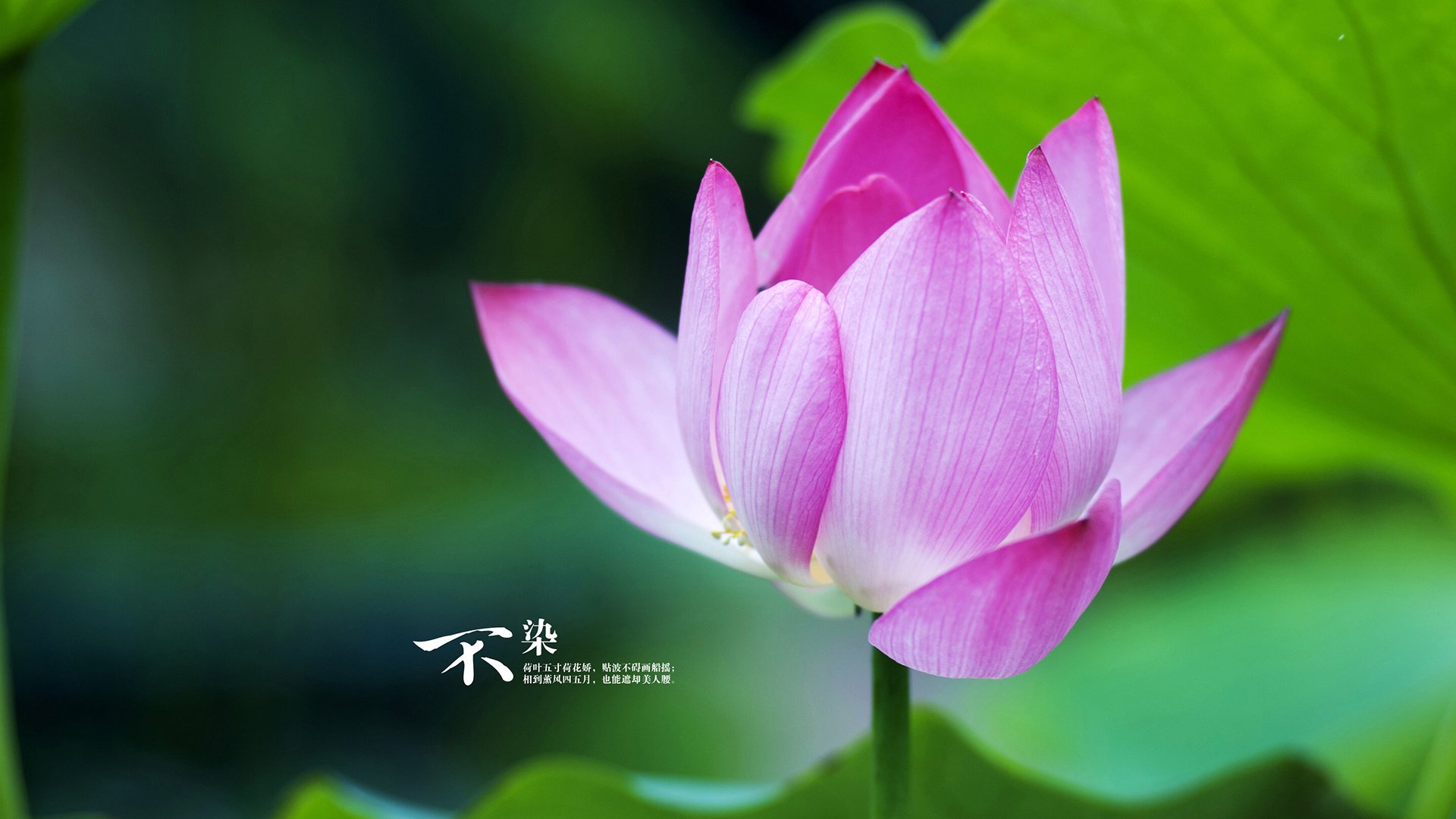 AC Milan-CBA多支球队强化青训体系 促进人才成长，cba青训队是哪里招人