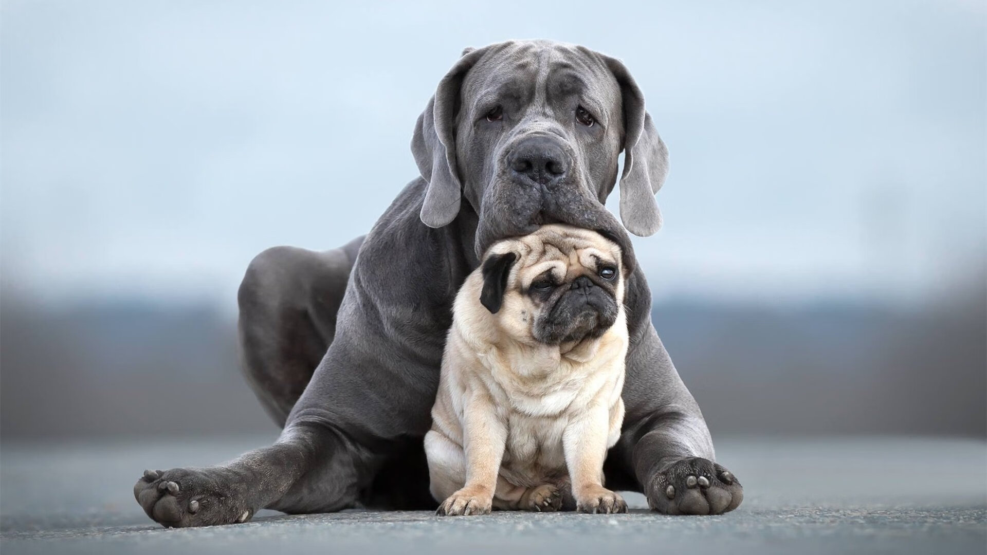 CBA赛季最佳阵容出炉 本土球员占半壁江山,cba最佳阵容评选规则