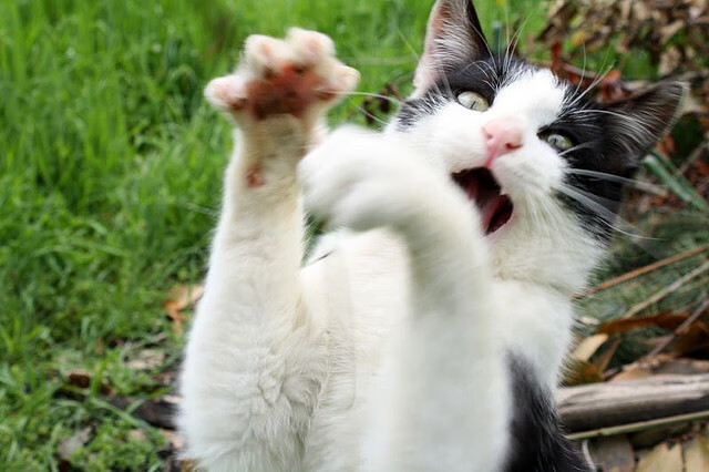 女子100蝶德国首进半决赛,德国女子百米运动员