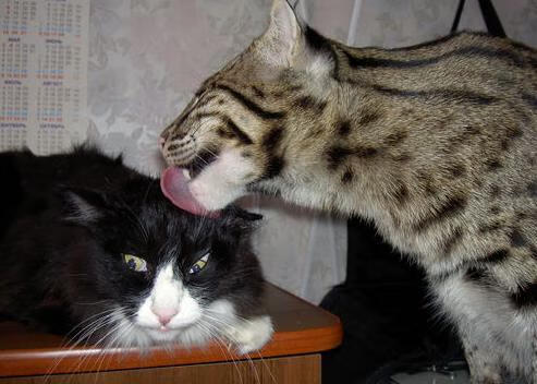 女子国家队训练营开展技术专项周提升训练效率,女子训练营完整版