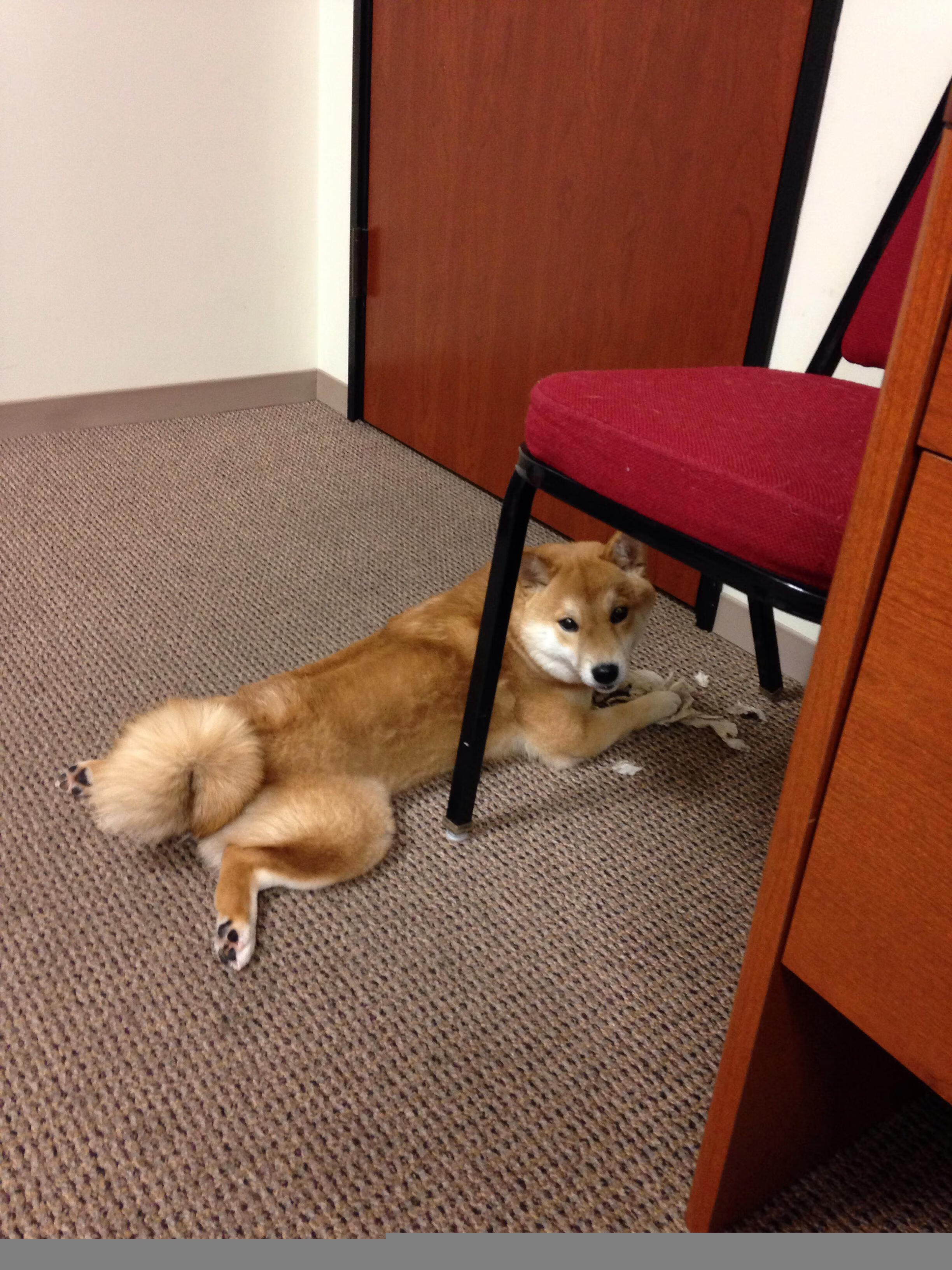 新闻中心公告全国体育公益创投项目评审会时间安排,2021公益投资大赛