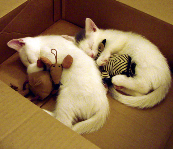 米兰体育官方网址入口-湖人球员自发组织早餐会增强团队关系，湖人签约发展联盟球员