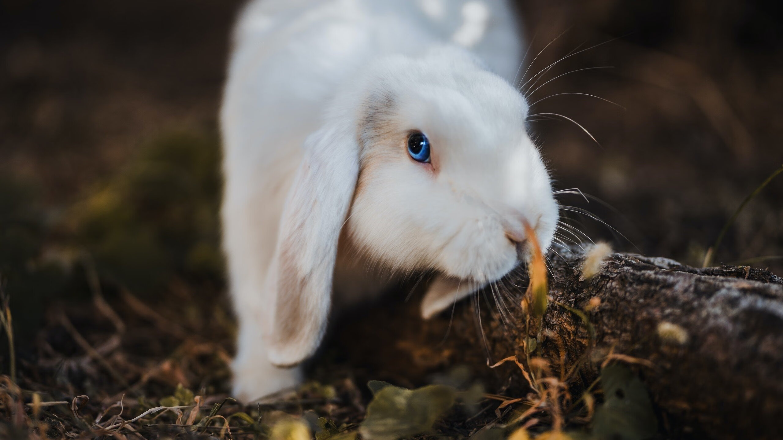 美洲杯明星多场精彩:突破、助攻、精彩纷呈!,美洲杯明星球员